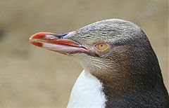 Yellow-eyed Penguin